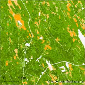 Forest Flux offers comparable information on carbon sequestration in forests - Wood Business - Canadian Forest Industries