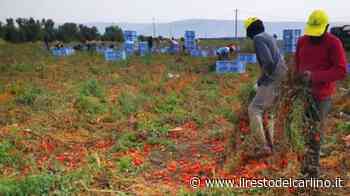 Caporalato tra Ascoli e Fermo, la maxi inchiesta alla svolta - il Resto del Carlino