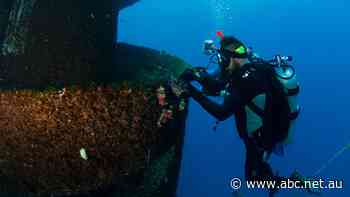 Gold Coast's artificial 'Wonder Reef' undergoes coral transplant