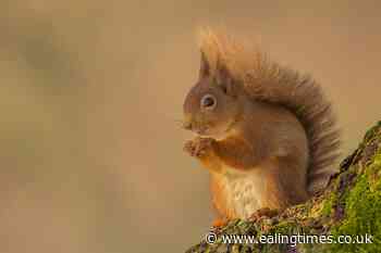 £1.1m 'booster' for campaign to save red squirrels - Ealing Times