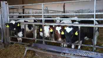 Angus Woods: We need to learn from the New Zealand dairy sector's mistakes — starting with live exports - Farming Independent