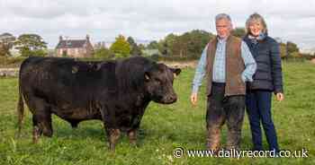 Scots farmers use frozen semen to bring back extinct Aberdeen Angus cow species and name bull BoJo - Daily Record