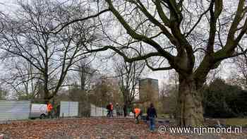 Ruim tweehonderd jaar oude boom in Het Park krijgt medische controle: 'Deze willen we nog lang behouden' - RTV Rijnmond