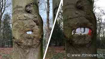 Boom lijkt verkeersbord op te eten: hoe kan dat? - EditieNL