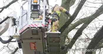 Brandweer haalt met hoogwerker in Notter kat uit boom - Tubantia