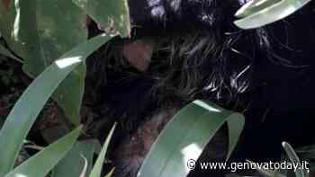 Cane precipita dal quinto piano e finisce in strada: morto sul colpo - GenovaToday