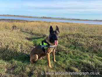 Police dog Viper was in action across Blackburn overnight