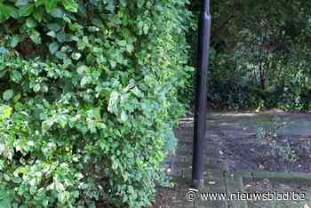 Gemeente treedt strenger op tegen gebrekkig gesnoeide beplanting die verkeer hindert