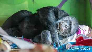 All they want for Chimp-mas: Montreal chimpanzees release their holiday wish list