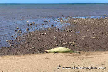 Monk seal fatally shot is third death on Molokai this year