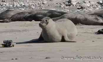 Female seals 'can recognise their pup's voice from just two days old'