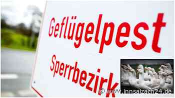 Geflügelpest an der Landkreisgrenze Mühldorf: strengere Regeln für Züchter