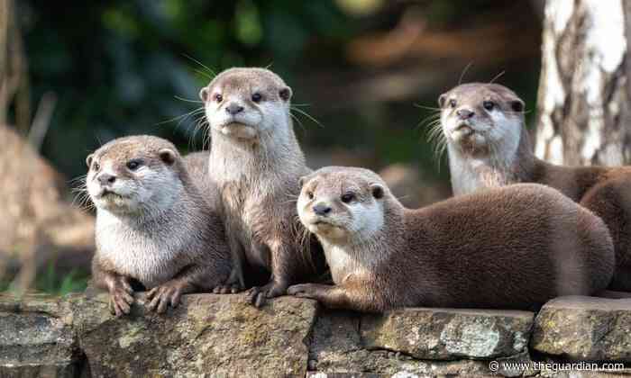 The best Christmas gift I’ve ever received? A day out with the otters
