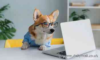 Dogs seem to know the basic way objects should behave, study claims 