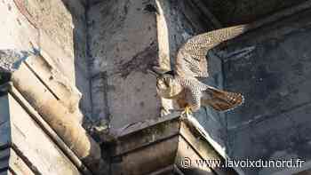 Arras : un faucon pèlerin meurt, est-ce l'un de ceux qui nichent à la cathédrale ? - La Voix du Nord
