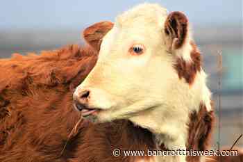 Time-tested truth and understanding | Bancroft this Week - Bancroft This Week