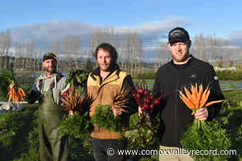 Vancouver Island farmers still pulling carrots out of the ground – Comox Valley Record - Comox Valley Record