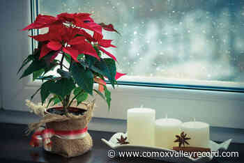 DUCHESS OF DIRT: Poinsettia – symbol of the holidays - Comox Valley Record