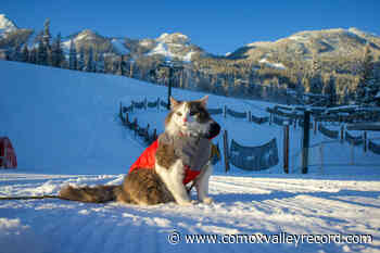 Gary the Cat pays visit to Kicking Horse Mountain Resort – Comox Valley Record - Comox Valley Record