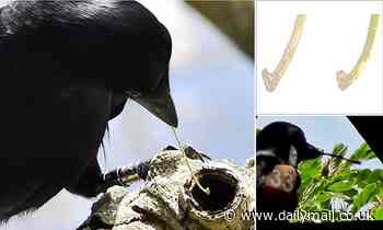 Nature: Crows keep their best tools extra safe - suggesting they have a concept of relative 'value'