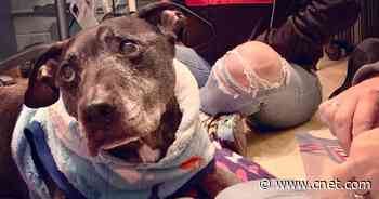 Last surviving dog from Michael Vick's dogfighting ring dies at 15     - CNET