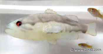 Robotic fish designed to terrorize invasive species passes initial tests     - CNET