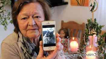 Sind Katzendiebe unterwegs? In Bad Feilnbach wird Kater Tomi vermisst