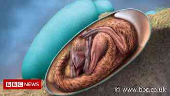 Perfectly preserved dinosaur embryo found in China
