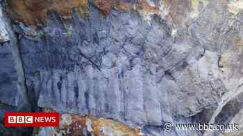Largest-ever millipede fossil found on Northumberland beach