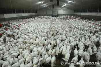GAIA dient een klacht in tegen vier West-Vlaamse kalkoenkwekerijen