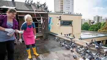 Stadttauben in Essen: Wie die Zahl der Tiere verringert wird - Westdeutsche Allgemeine Zeitung