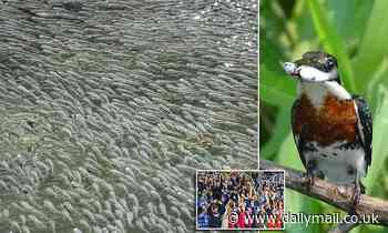 Nature: Fish in Mexico work together to produce waves to protect them from predatory birds