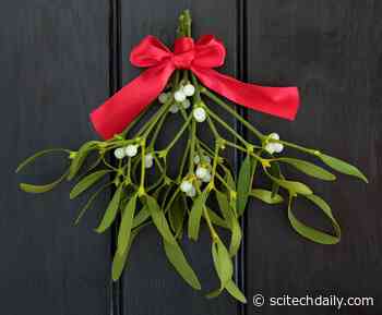 Mistletoe – Famous for Christmastime Kisses – Is Actually a Parasitic Plant With Poisonous Berries
