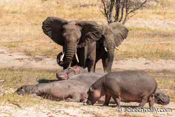Wise Old Elephants Tamp Down Fear and Aggression in Younger Males