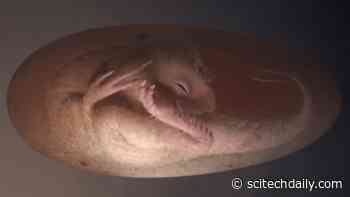 Exquisitely Preserved Dinosaur Embryo Found Inside Fossilized Oviraptorosaur Egg