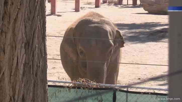 ABQ BioPark Zoo continues antiviral treatments, care for Thorn the elephant