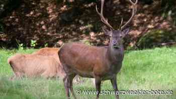 Hirschpfad in Bad Herrenalb: Fällt der neue Wanderweg dem Rotstift zum Opfer?