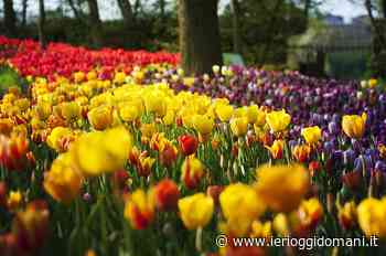 Messer Tulipano dona a Cuneo, Alba e Chieri bulbi che sbocceranno nella primavera del 2022 colorando piazze e giardini – Ieri Oggi Domani - Ieri Oggi Domani Cronache