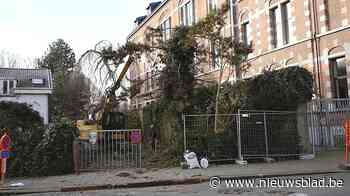 Bomen worden dan toch gekapt op de Kielsevest