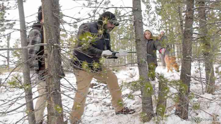Tree hunters: How Albertans are spending less time in lots and more time in the backcountry