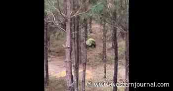 Bowhunter Gets Shock of a Lifetime When He Looks Down and Sees What Is Lumbering Toward His Bait Pile