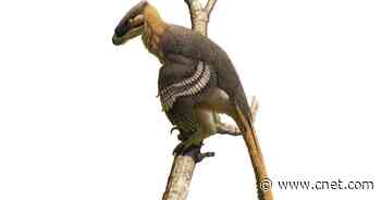 Dinosaur with wicked claws might have climbed trees like a leopard     - CNET