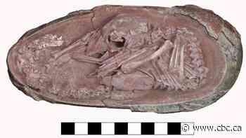 Amazingly well-preserved fossil egg shows link between dinosaurs and birds, scientists say