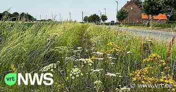 Haag die te ver over het fietspad hangt? In Mol riskeer je een rekening van minstens 500 euro - VRT NWS