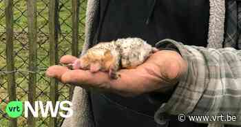 Man vangt zeldzame witte mol met albinisme in Opdorp: "Een dikke trofee voor een mollenvanger" - VRT NWS