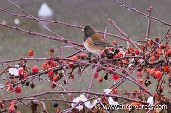 Chilliwack Christmas Bird Count contributes crucial data on how birds are faring – Chilliwack Progress - Chilliwack Progress