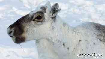Dwindling Bathurst caribou herd showing signs of 'stabilization', says N.W.T. wildlife manager
