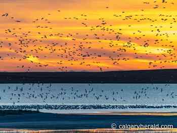 31 Days, 31 Ways to Make a Difference: Coping with Cancer - Calgary Herald