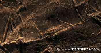 Research: Wreck of last US slave ship mostly intact on coast