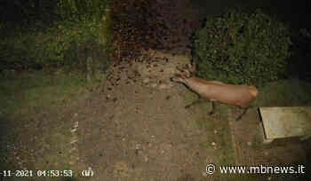 Il cervo diventa emblema della comunicazione della Reggia di Monza - MBnews